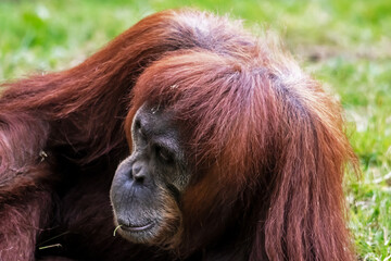 Singe Orang-outan de face en gros plan	