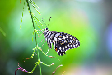 Papilio butterfly or The Common Lime Butterfly resting on the flower plants in its natural habitat in a nice soft green background Papilio butterfly or common lime butterfly clap the wings on the flo