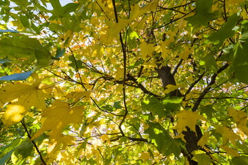 紅葉した楓の木漏れ日