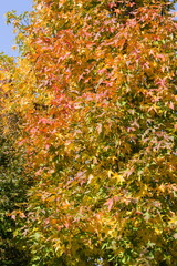 秋の紅葉した楓と青空