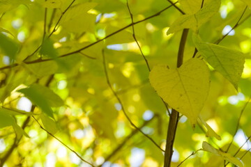 秋の自然なハートの木葉