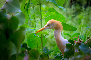  Cattle Egret or known as the bubulcus Ibis Standing Firmly near the plants for insects and pest
