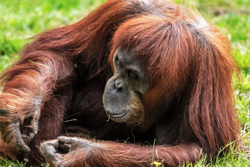 Singe Orang-outan de face en gros plan	