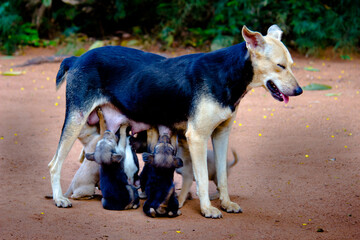 Mother dog feeding its puppies 
 