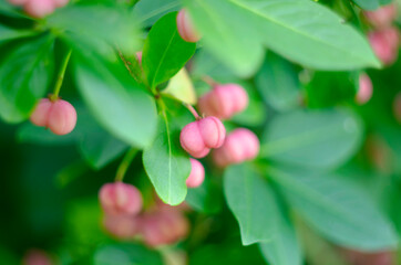 Vibrant autumn colors, Spindle Tree - Euonymus europaeus