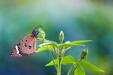 Close up of Plain Tiger (Danaus chrysippus) butterflies resting on the flower plants with a nice soft green blurry background.
