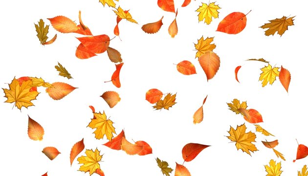 Autumn leaves are falling on a white background. 3D render of leaf fall. Autumn concept. Changing seasons. 