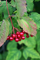Viburnum berries ripening on a branch close - up view