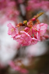 河津桜