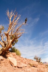 Bird sitting on a tree at the edge of the grand canyon