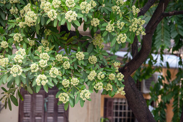 flowers on the fence