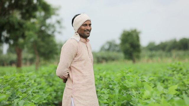 Young indian farmer at cotton agriculture field.