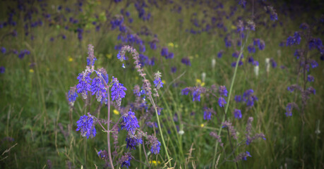 Obraz premium Wildflowers close up, background
