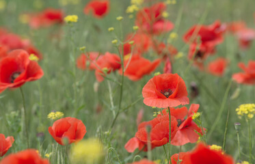 Fototapeta na wymiar Red poppies close-up, field of poppies, background
