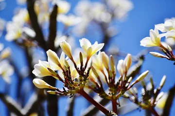 Fototapeten Closeup shot of white plumeria alba flowers against the blue sky © Ravindra Kumar/Wirestock