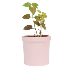 Hypoestes phyllostacbya leaf isolated on white background. Pink pot