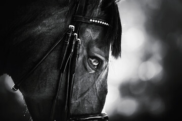 Naklejka premium A black-and-white portrait of a beautiful horse with a dark mane and a bridle on its muzzle. Equestrian sports. Equestrian life.
