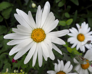 Fototapeta premium close-up of large daisies growing in the garden on a summer day . top view. white flowers