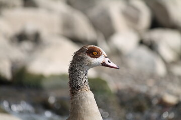 Wachsame Nilgans