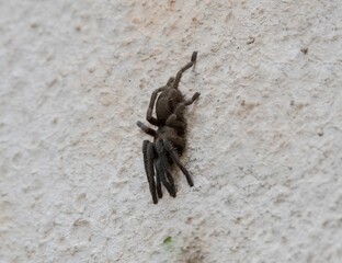 young hairy tarantula on a garden stone wall outdoors in close up
