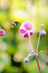 Bumblebee flies to anemone flower