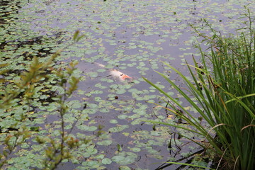 池の鯉