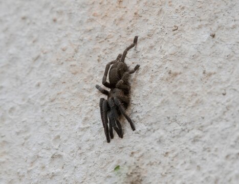 young hairy tarantula on a garden stone wall outdoors in close up © Erich