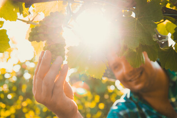 close up of hands of male farmer winemaker touching vine grapes. sunny summer day, beef crop view inspection. © Alexandr