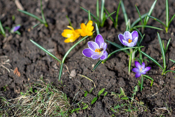 Spring background with flowering violet, purple, yellow and white Crocus in early spring. Crocus Iridaceae ( The Iris Family )