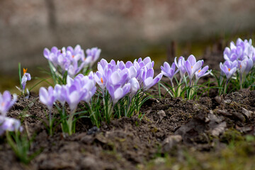 Spring background with flowering violet and purple, Crocus in early spring. Crocus Iridaceae ( The Iris Family )