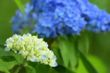 Flowers of hydrangea bloom in rainy season in Japan.
