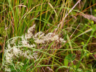 wild fluffy grass in the field
