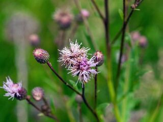 branches and thorns of burdock in the meadow