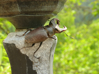 Lucanus cervus - Hirschk&auml;fer