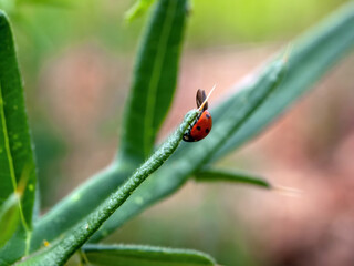 ladybug crawls on a thorn