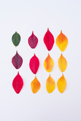 Creative pattern of colorful autumn or fall leaves. Flat lay. Yellow, red, purple and green leaves. Changing season concept. Nature composition.