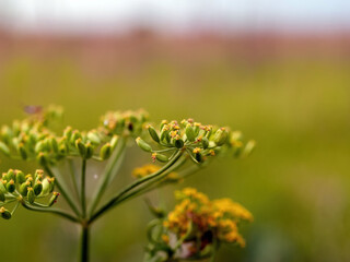 dill seeds on a plant in the garden