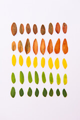 Creative pattern of colorful autumn or fall leaves. Brown, yellow and green leaves. Flat lay. Changing season concept. Nature composition.