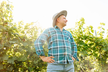 winemaker with his hands crossed is in his vineyard with vines. Happy smiling fat farmer caucasian...