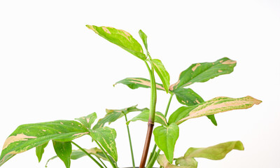 Beautiful Syngonium podophyllum variegeted houseplant with pink and green leaf  isolated on white background