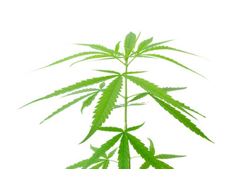 Marijuana leaves,Cannabis branch fresh green isolated on white background