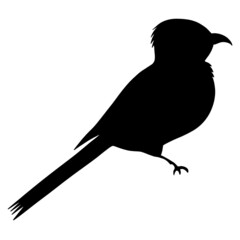 Bird’s silhouette on a white background