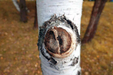 Birch trunk in the autumn forest