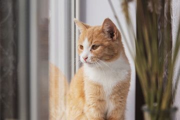A red cat sits looking out the window. Concept pets.