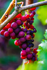 Bunches of red grapes hang on a shrub with green foliage. Natural product for the manufacture of...