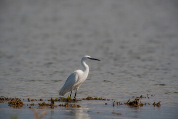 Adult Little Egret (Egretta garzetta) walking in the lake