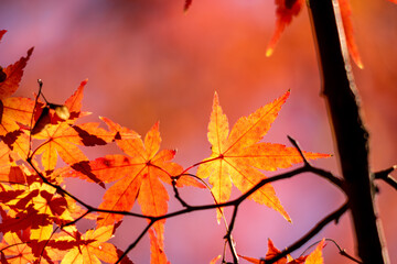 秋の色！
まもなく役割を終えて散る葉。
最後に綺麗に色づき役割を終える葉。
日本にある文化、「紅葉狩り」素敵な言葉です。