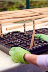 Close Up Of Senior Woman Putting Labels Into Seed Trays In Greenhouse