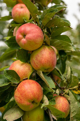 Reife Äpfel am Baum 2