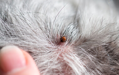 Tick on the Pumi dog's skin